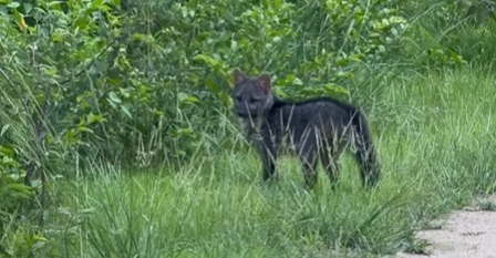 Imagem destacada do post: Cena rara mostra filhote de lobo reencontrando mamãe lobo no Pantanal [vídeo]