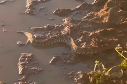 Imagem destacada do post: Motorista flagra cobra cascavel em registro impressionante na GO-020
