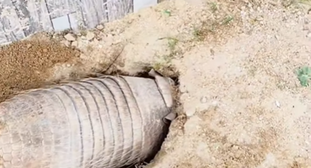 Imagem destacada do post: Tatu é flagrado cavando em túmulo no cemitério e vídeo alerta sobre consumo