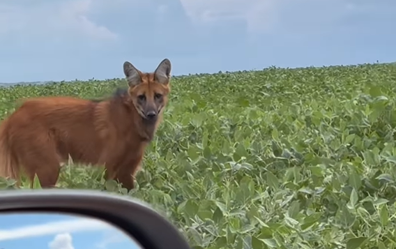 Imagem destacada do post: Veterinária flagra lobo-guará em lavoura e cena rara viraliza [vídeo]