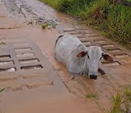 Imagem destacada do post: Boi cai em mata-burro e fica nervoso ao tentar receber ajuda: “bicho ingrato”