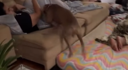 Imagem destacada do post: Pitbull coloca visitas pra acordar de forma inusitada e alegria do cão surpreende