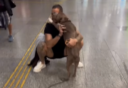 Imagem destacada do post: Pitbull recepciona tutor no aeroporto da forma mais carinhosa possível [vídeo]