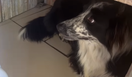 Imagem destacada do post: Cadela aprende a chamar as galinhas pra comer com latido e ‘uivinhos’ [vídeo]