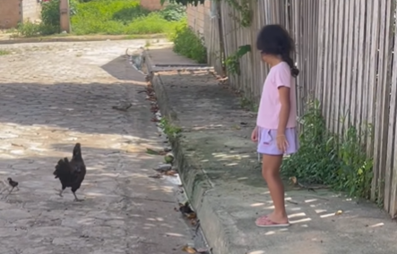 Imagem destacada do post: Criança tenta pegar pintinho, leva rasteira da mãe galinha e diverte web [vídeo]