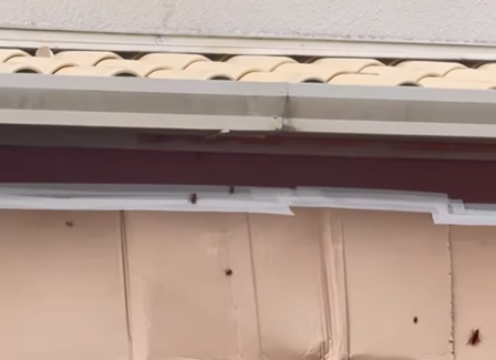 Imagem destacada do post: Dedetização falha e baratas invadem casa em pesadelo que virou realidade