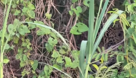Imagem destacada do post: Pescador flagra onça-pintada ‘camuflada’ na vegetação durante pescaria