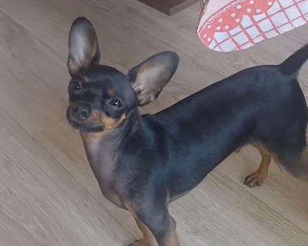 Imagem destacada do post: Diarista viraliza ao contar que recebeu ‘pinscher’ em permuta por cinco faxinas