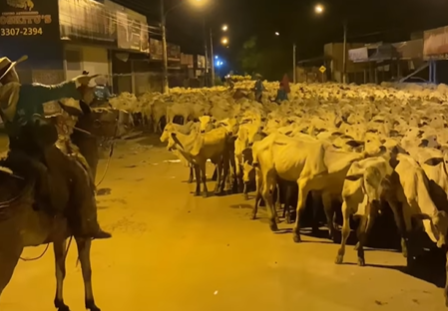 Imagem destacada do post: Travessia de boiada toma conta de rua no interior de Goiás e impressiona [vídeo]