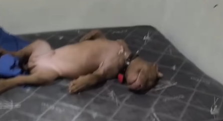Imagem destacada do post: Homem chega do trabalho e se depara com cão de guarda ‘vigiando’ a casa