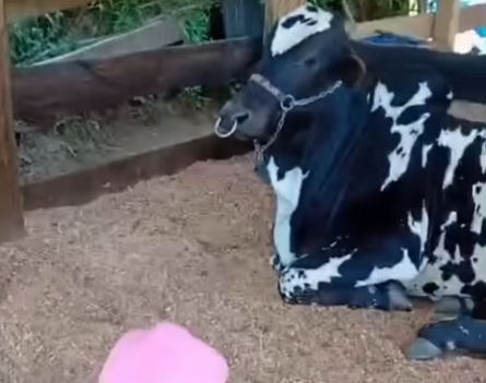 Imagem destacada do post: Amizade improvável: menina viraliza com boi de estimação e conquista a internet [vídeo]