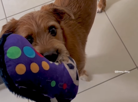Imagem destacada do post: Cão ‘fiapo de manga’ fica cabisbaixo após dono dizer que vai trabalhar [vídeo]