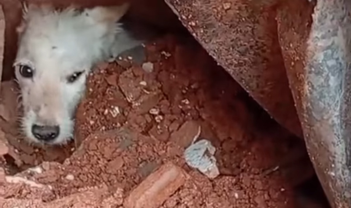 Imagem destacada do post: Bombeiros resgatam cachorro soterrado após desabamento; veja vídeo
