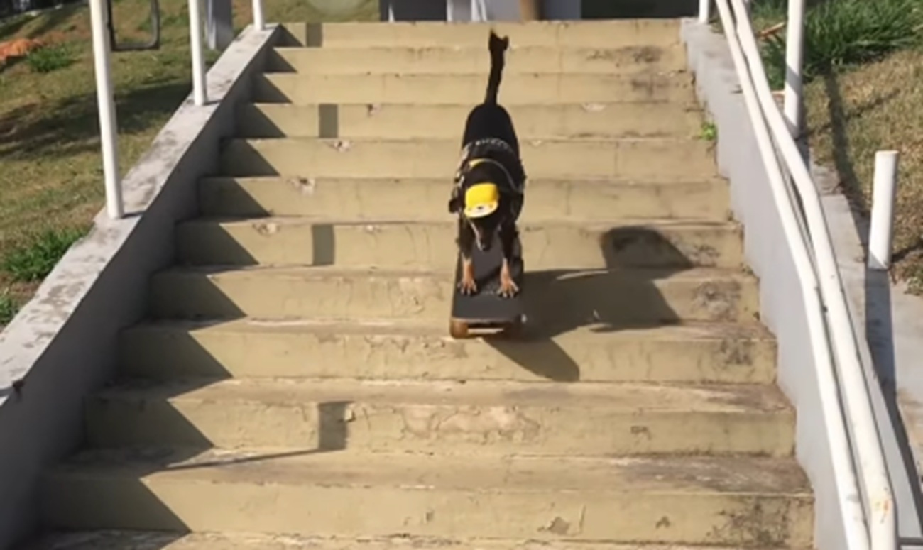 Imagem destacada do post: Cachorrinha mostra como se desce escada de skate com estilo [vídeo]