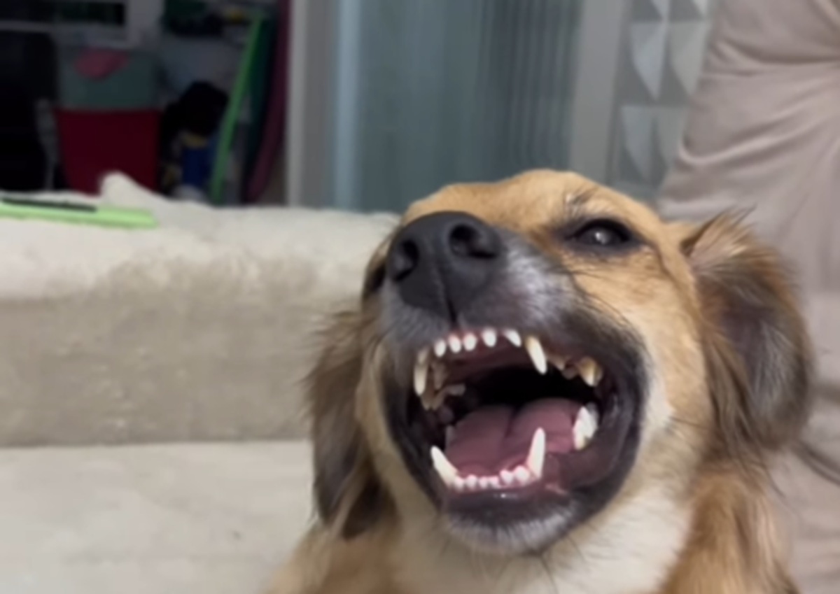 Imagem destacada do post: Cachorra caramelo viraliza ao ‘sorrir’ após caçada e diverte internet; veja vídeo