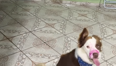 Imagem destacada do post: Cachorro é acusado de comer fruta e olhar inocente entrega; veja vídeo