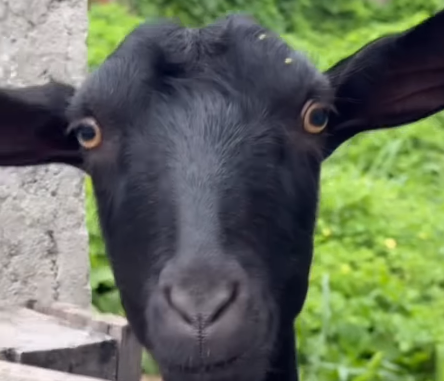 Imagem destacada do post: “Deixa eu ver o dentinho”: Cabrito encanta web com reação ao ser chamado