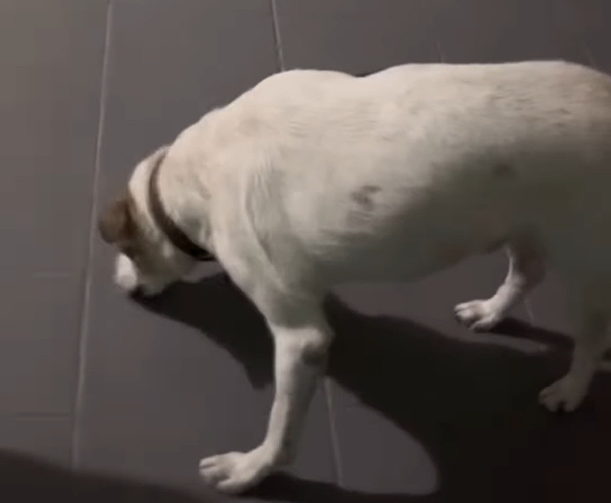 Imagem destacada do post: Veterinária diverte internet ao revelar ‘truque proibido’ para cachorro tomar remédio