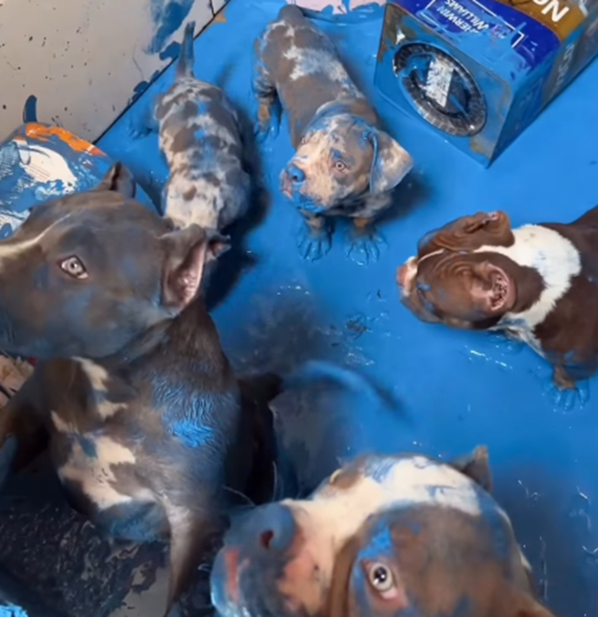 Imagem destacada do post: Cães aprontam e derramam tinta azul pra todo lado em cena que viralizou