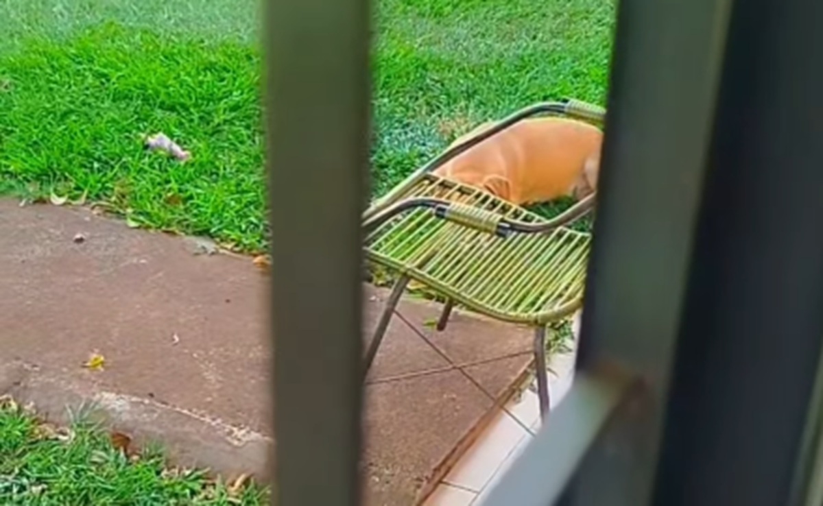 Imagem destacada do post: Cachorro percebe que ar condicionado está ligado e foge do calor; veja vídeo
