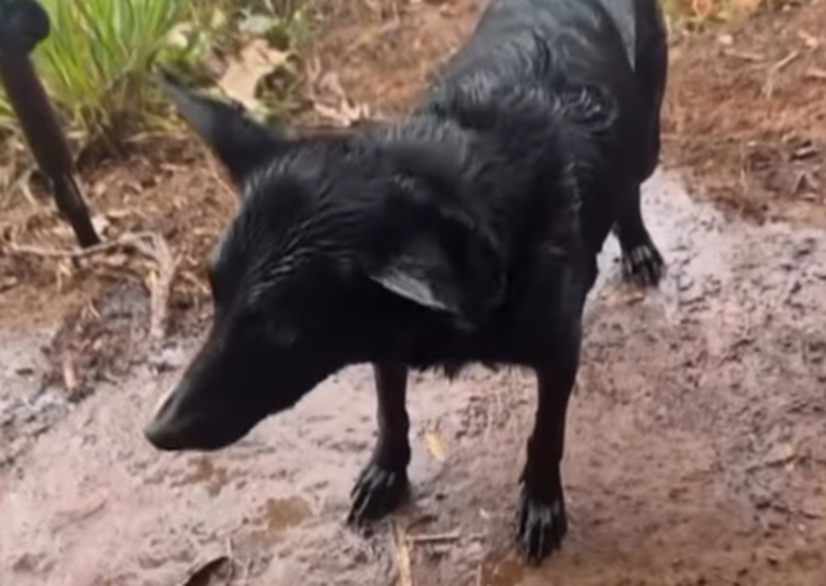 Imagem destacada do post: Cachorrinho surge do nada e transforma pescaria em brincadeira: “E agora?”