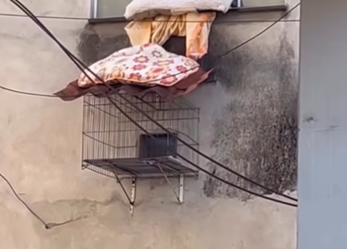 Imagem destacada do post: Tutora cria ‘varanda’ externa para os cães e viraliza na internet; veja vídeo