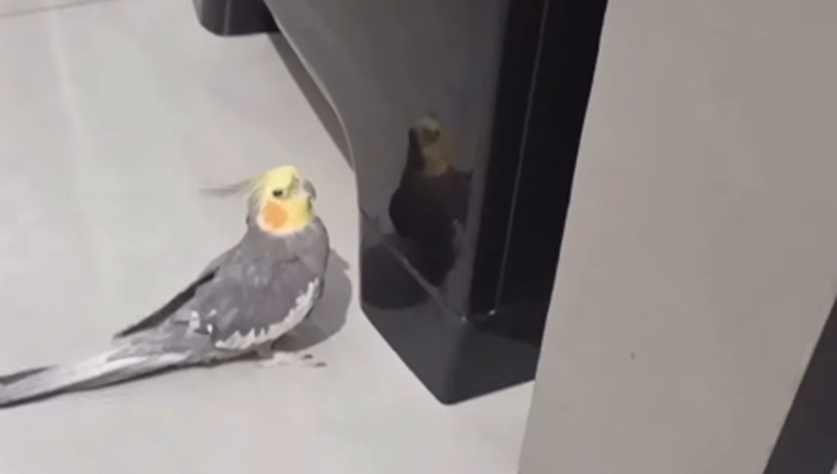 Imagem destacada do post: Calopsita bate bico em cervejeira e tutor brinca: “você é um pica-pau?”