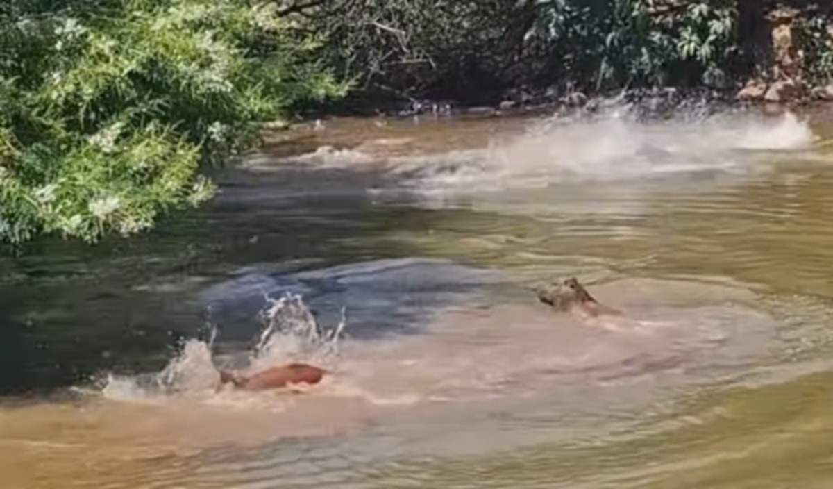 Imagem destacada do post: Cachorro é cercado por capivaras, consegue escapar e vídeo gera debate
