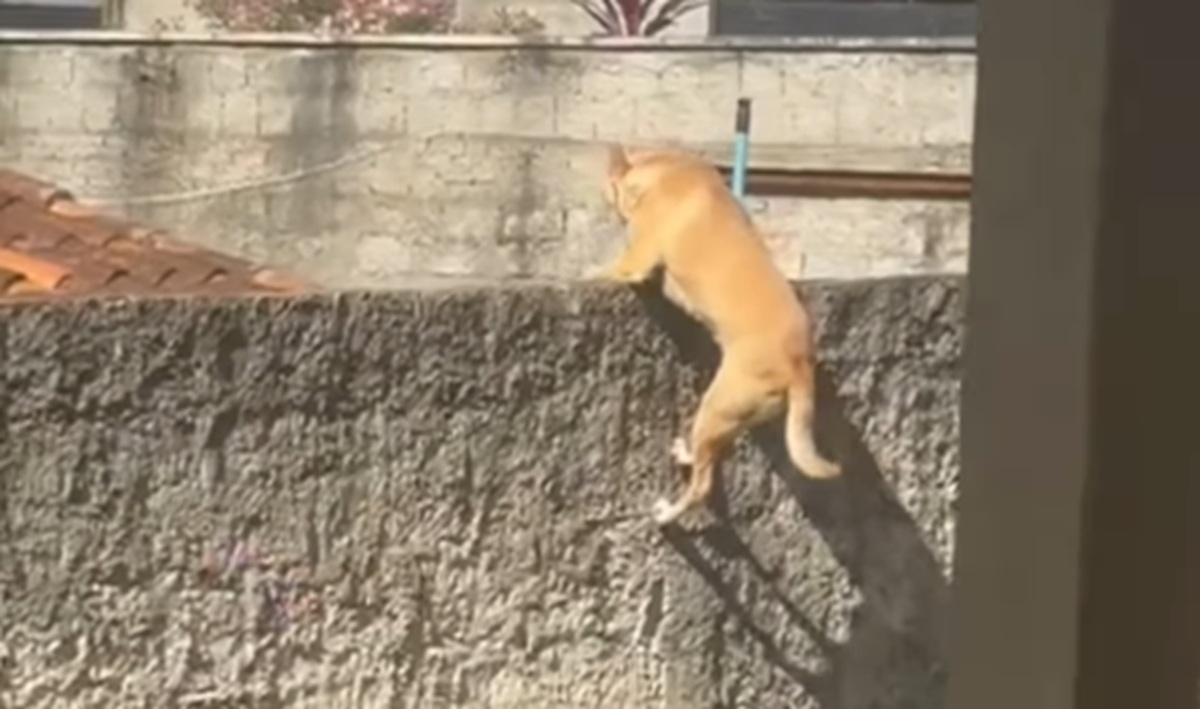 Imagem destacada do post: ‘Caramela’ impressiona ao escalar muro para tentar fugir de casa; veja vídeo