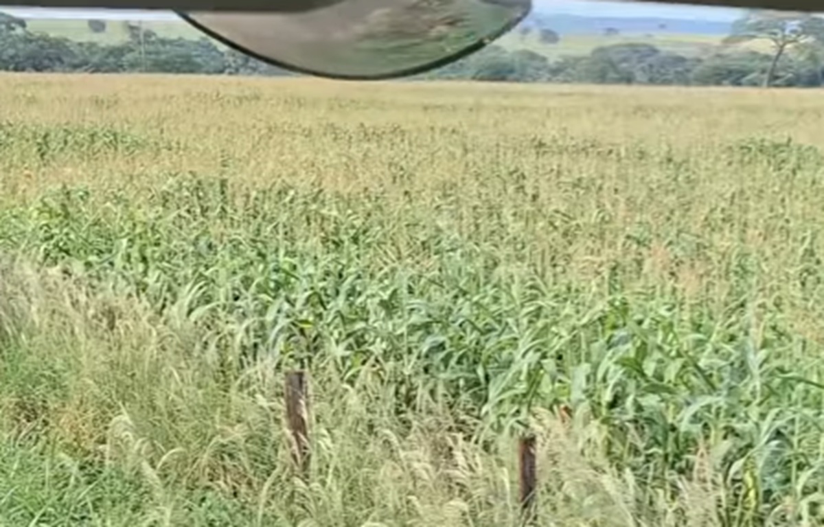 Imagem destacada do post: Caminhoneiro fica bloqueado na rodovia e acha solução contra o ‘estresse’