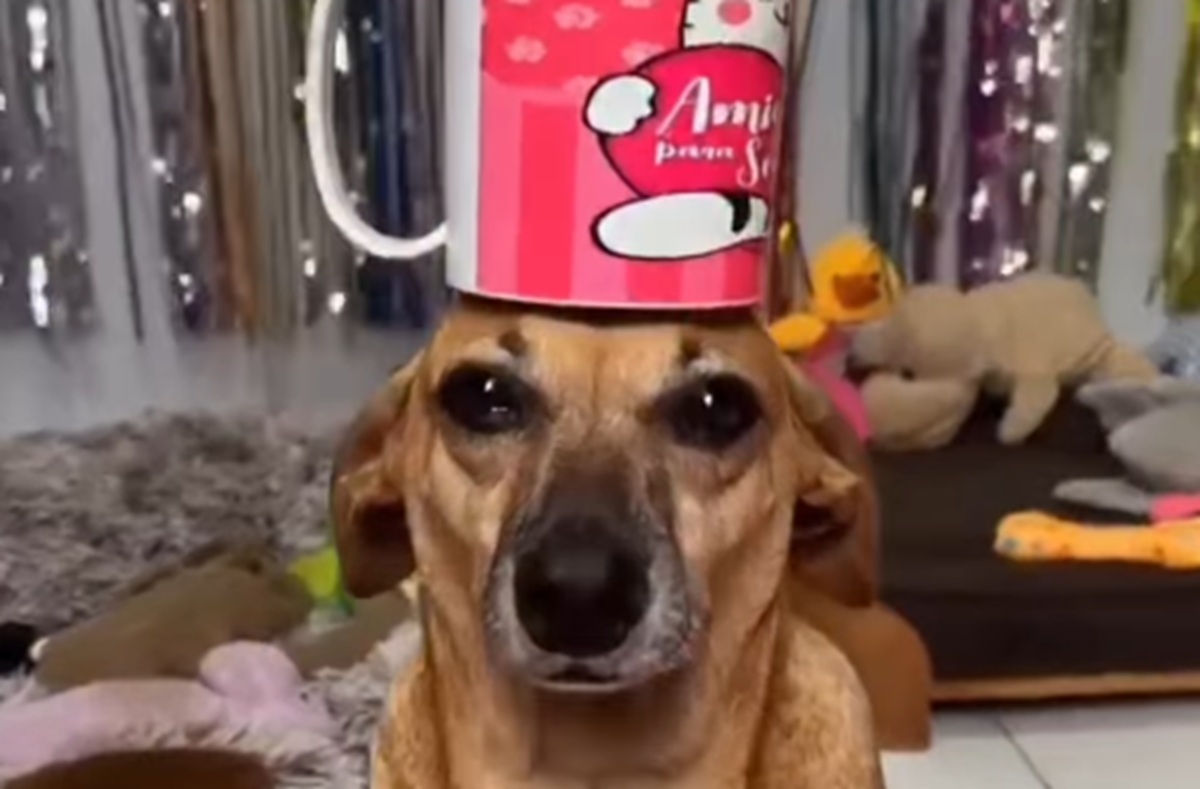 Imagem destacada do post: Cachorrinha Caramelo entra em trend da ‘chaleira’ e encanta a internet [vídeo]