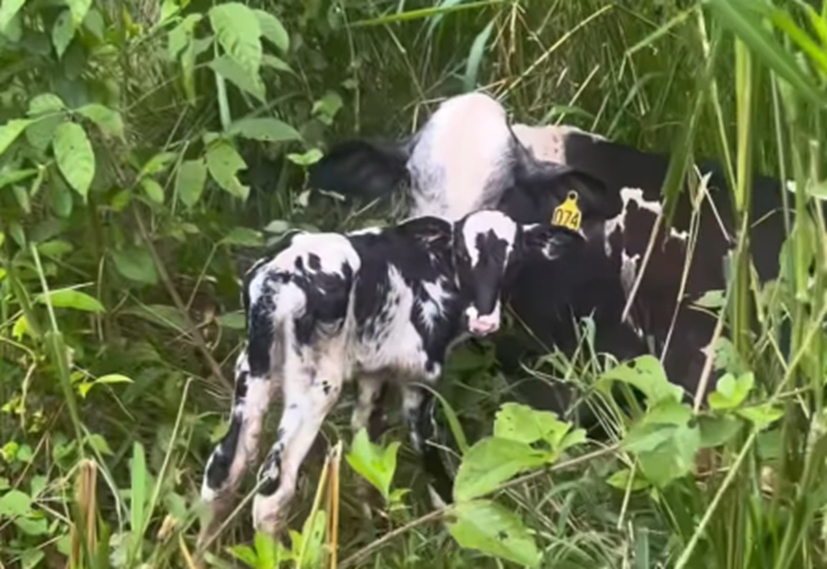 Imagem destacada do post: Vaca surpreende dono ao parir bezerros gêmeos no pasto e momento emociona