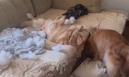 Imagem destacada do post: Surpresa! Cachorro abre almofadas e instala um caos na sala; veja vídeo
