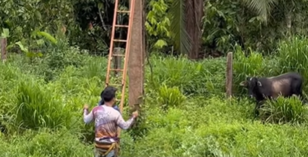 Imagem destacada do post: Trabalho tranquilo na fazenda vira susto e correria; veja vídeo