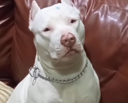 Imagem destacada do post: Pitbull Thalia viraliza ao ‘lutar’ contra o sono para tirar foto posada; veja vídeo