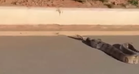 Imagem destacada do post: Cobra atravessa Avenida dos Eucaliptos em Senador Canedo e chama a atenção