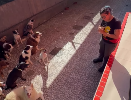 Imagem destacada do post: Creche de cães vira sala de aula e bronca da ‘professora’ diverte a web; veja vídeo