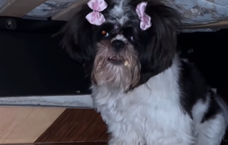 Imagem destacada do post: Cachorrinha rouba dentadura da tia e se esconde embaixo da cama: “Não destrói!”