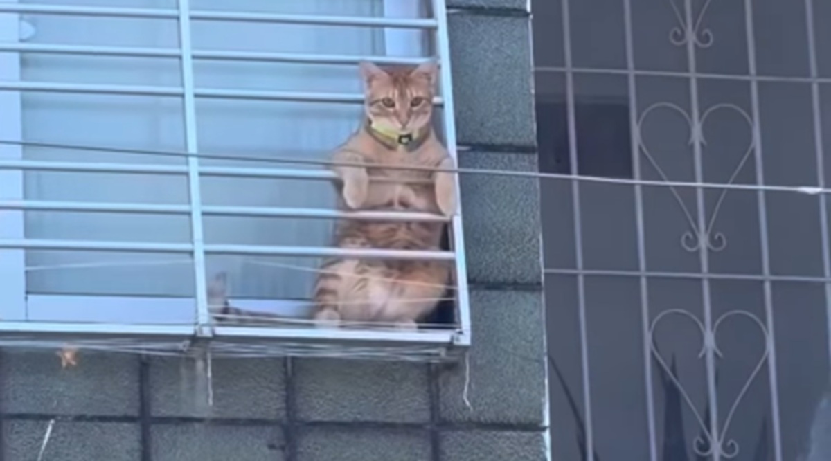 Imagem destacada do post: Gatinho curioso acompanha procissão da janela e vira sensação do momento; veja