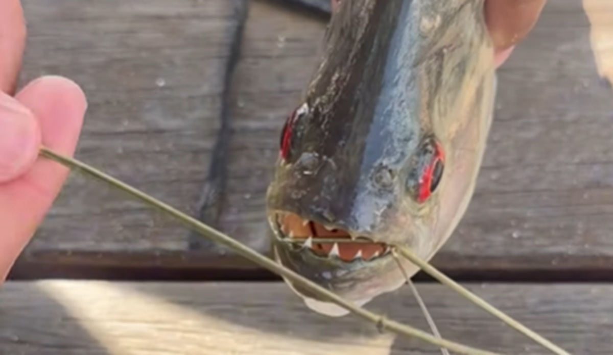 Imagem destacada do post: Pescaria em Caldas Novas revela piranha que rosna e dentes afiados surpreendem