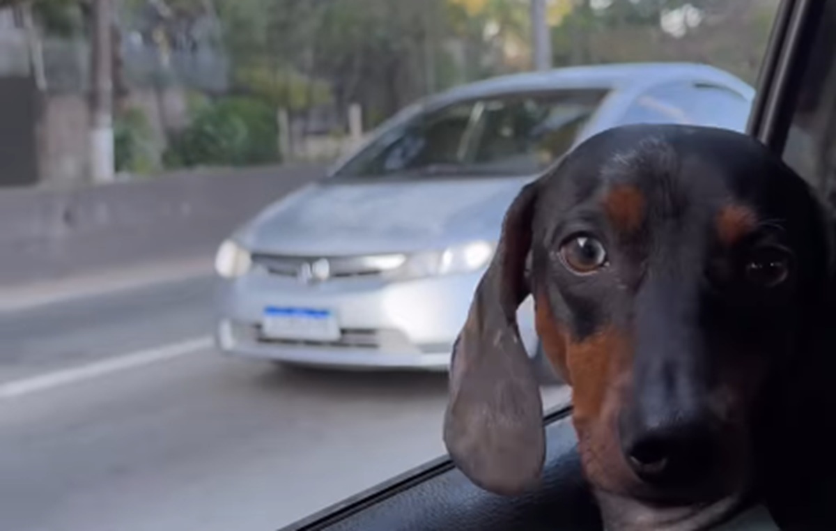 Imagem destacada do post: Cachorro salsichinha ‘ataca’ motos e reação viraliza na internet; veja vídeo