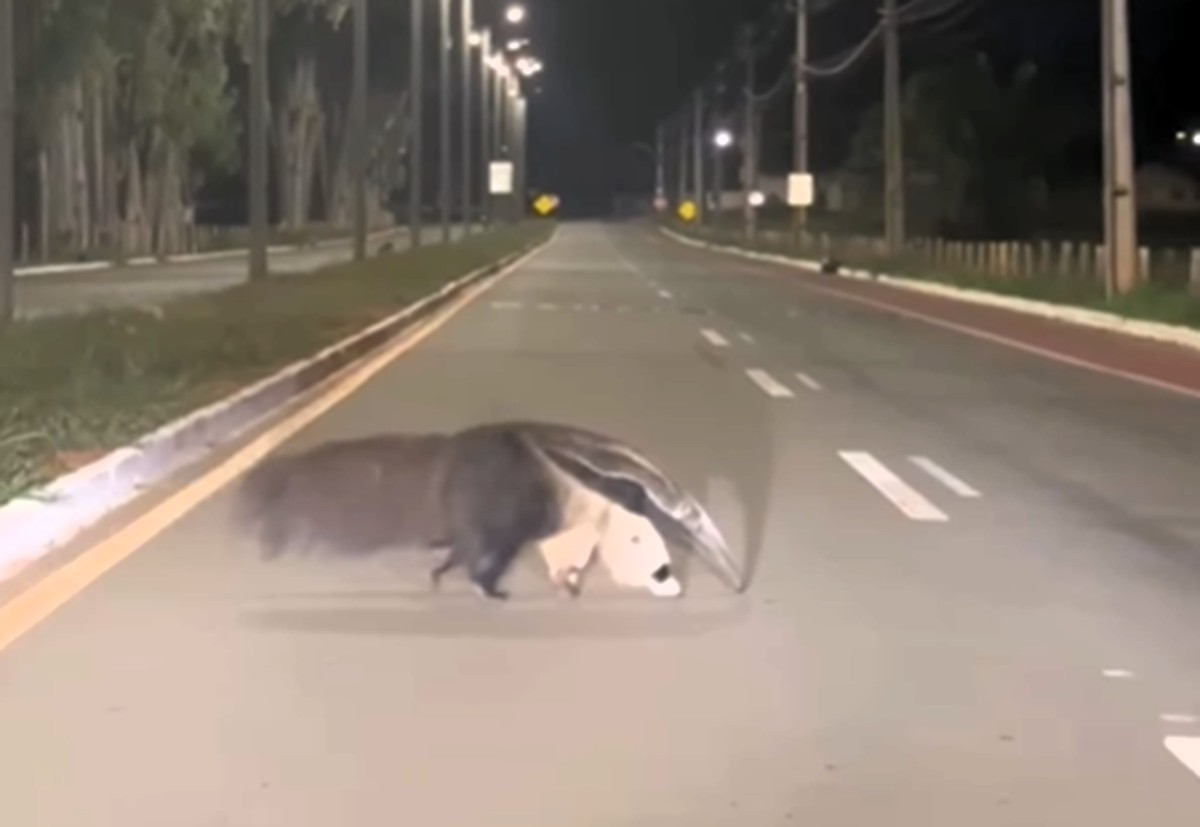 Imagem destacada do post: Tamanduá atravessa avenida em Senador Canedo e chama atenção pela calma
