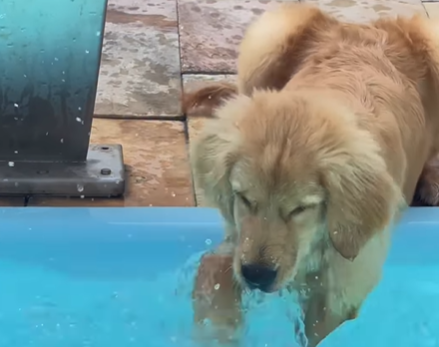 Imagem destacada do post: Golden nada de um jeito único só com as patinhas pra ‘aprender’ antes