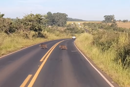 Imagem destacada do post: Caititus atravessam rodovia em Minas e motoristas escapam de acidente
