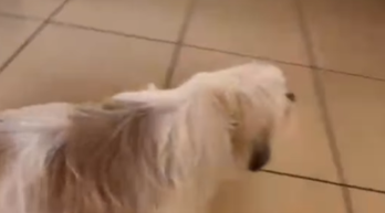 Imagem destacada do post: Psicologia reversa faz cachorrinho tomar remédio sem perceber; assista