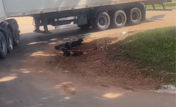 Imagem destacada do post: Caminhoneiro goiano viraliza ao esperar ‘soneca’ de cães para passar [vídeo]