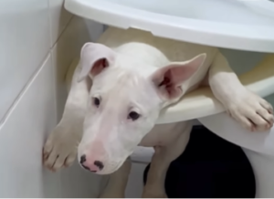 Cachorro apronta no banheiro e é encontrado preso em assento sanitário