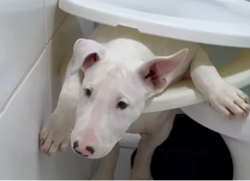 Imagem destacada do post: Cachorro apronta no banheiro e é encontrado preso em assento sanitário