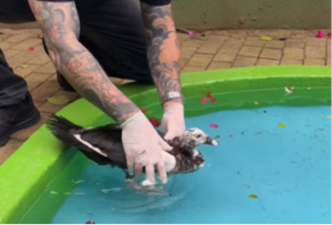 Pato com medo de água aprende a nadar e momento emociona a web [vídeo]
