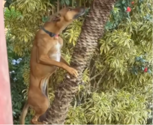 Cachorra ‘vira gato’ e é flagrada escalando árvore no quintal; veja vídeo